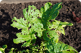 畑やキッチンが荒らされる