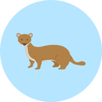 イタチ